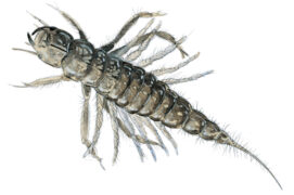 Larve de sialis / © Laurent Willenegger