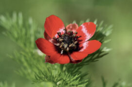 Adonis annuel ou adonis d’automne / © Tristan Lafranchis / Biosphoto