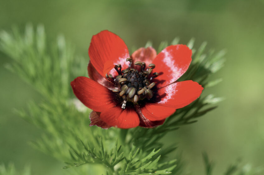 Adonis annuel ou adonis d’automne