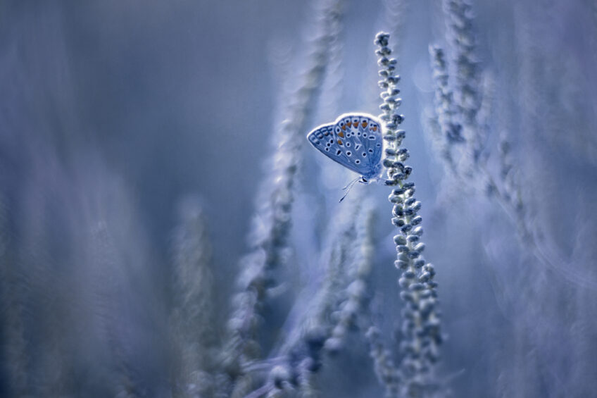 Azuré sur ambroisie. Azuré Gil Gautier