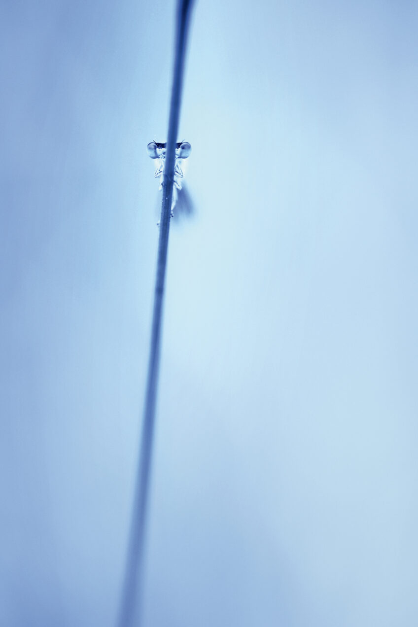 Cache-cache avec une demoiselle. demoiselle Gil Gautier