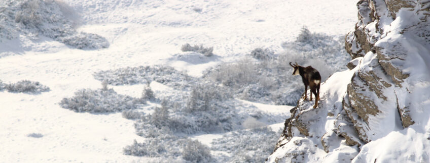 documentaires animaliers de montagne