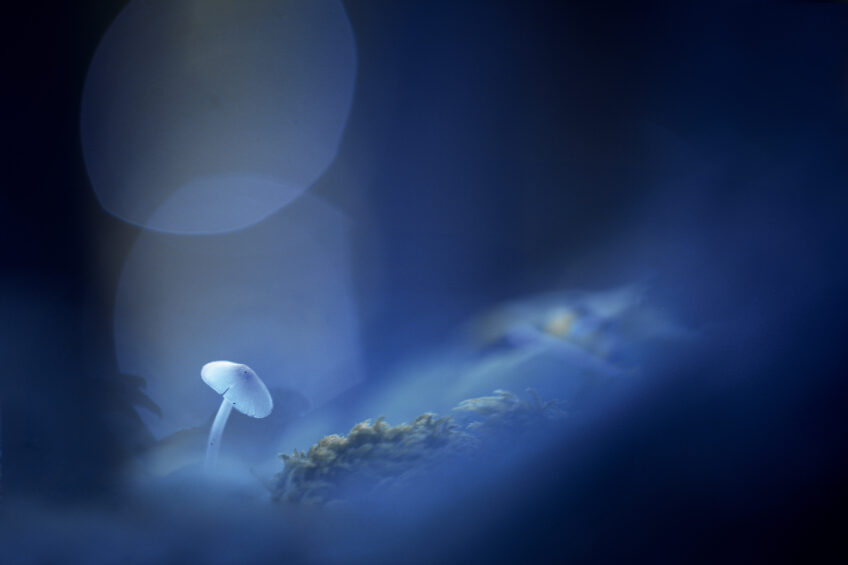 Champignon, un jour de pluie en sous-bois. Champignon Gil Gautier