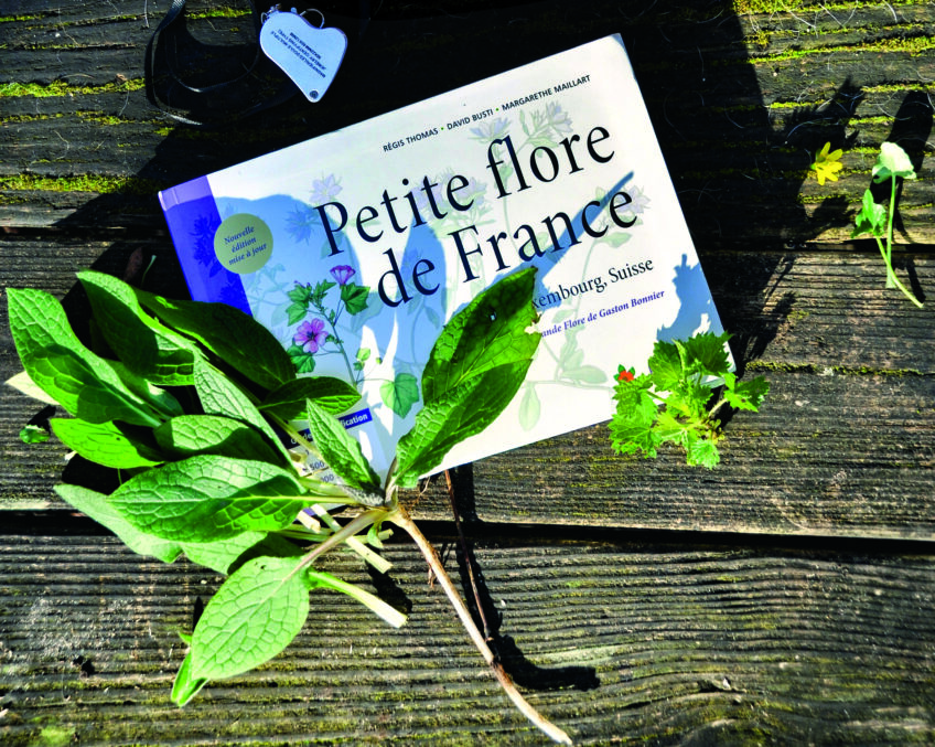 10 conseils de Christophe de Hody pour cueillir des plantes comestibles