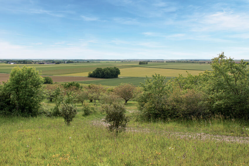Balade à la rencontre des fleurs des champs dans l'ouest de la France