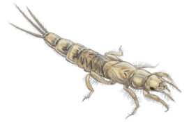 Larves d’éphémères / © Laurent Willenegger