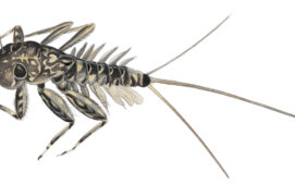 Larves d’éphémères / © Laurent Willenegger