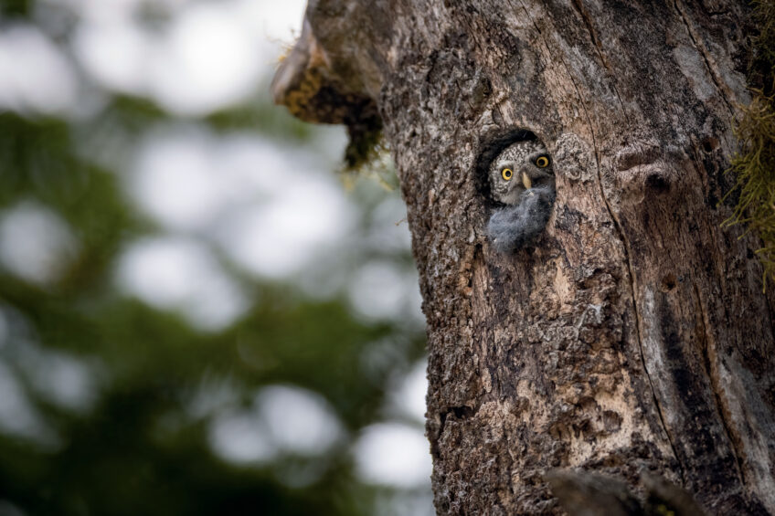 Chevêchettes : la vie de famille des petites chouettes en photos