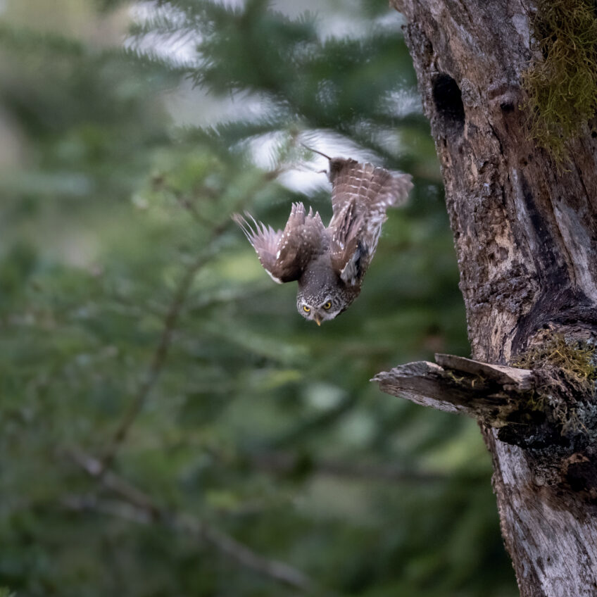 Chevêchettes : la vie de famille des petites chouettes en photos