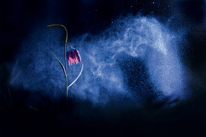 Fritillaire pintade en sous-bois. Fritillaire pintade en sous-bois. Gil Gautier