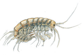 gamarre / © Laurent Willenegger