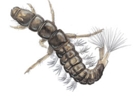 Larves de phryganes
avec et sans fourreau / © Laurent Willenegger