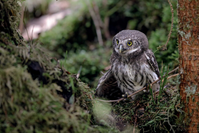 Chevêchettes : la vie de famille des petites chouettes en photos
