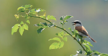 La haie plantée l’automne dernier fera à terme un habitat 
idéal pour la pie-grièche écorcheur, repérée dans la région. La haie plantée l’automne dernier fera à terme un habitat 
idéal pour la pie-grièche écorcheur, repérée dans la région.