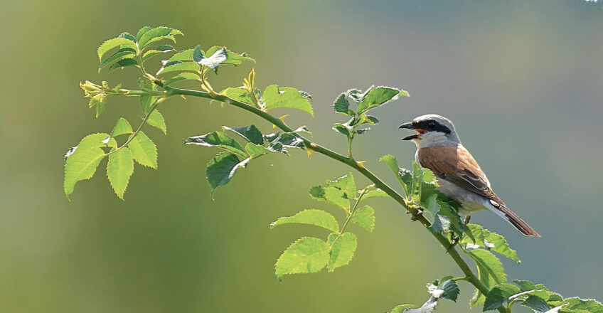 pie-grièche écorcheur agriculture