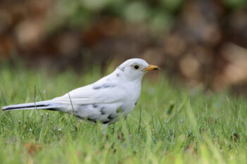 Le leucisme peut ne concerner que quelques plumes ou presque tout le corps, comme chez 
ce merle. Il peut alors être difficile de faire la différence avec un individu albinos. 