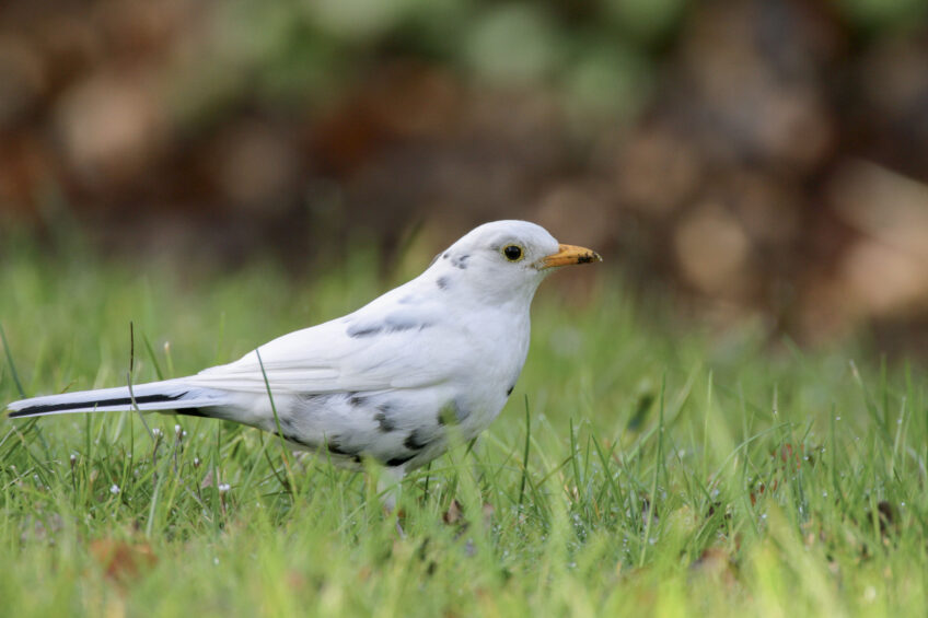 Leucisme - Pourquoi certains animaux sont-ils anormalement blancs ?
