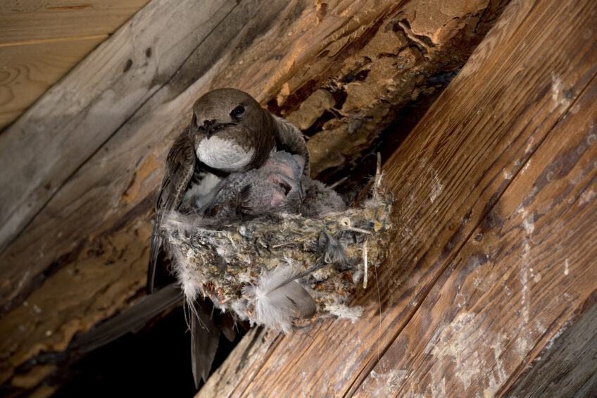 Les combles du collège offrent des supports idéaux pour les nids des martinets. Martinet à ventre blanc au nid