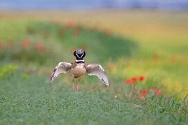 L’outarde canepetière est un oiseau menacé emblématique des plaines agricoles du centre-ouest de la France.  / © Sylvain Cordier / Biosphoto