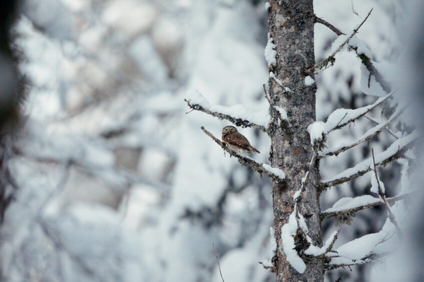 Chevêchettes : la vie de famille des petites chouettes en photos