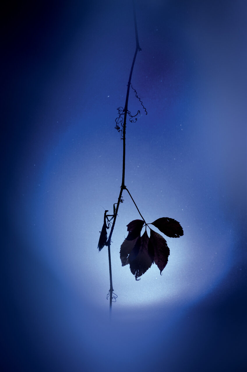 Mante religieuse femelle. Mante religieuse Gil Gautier