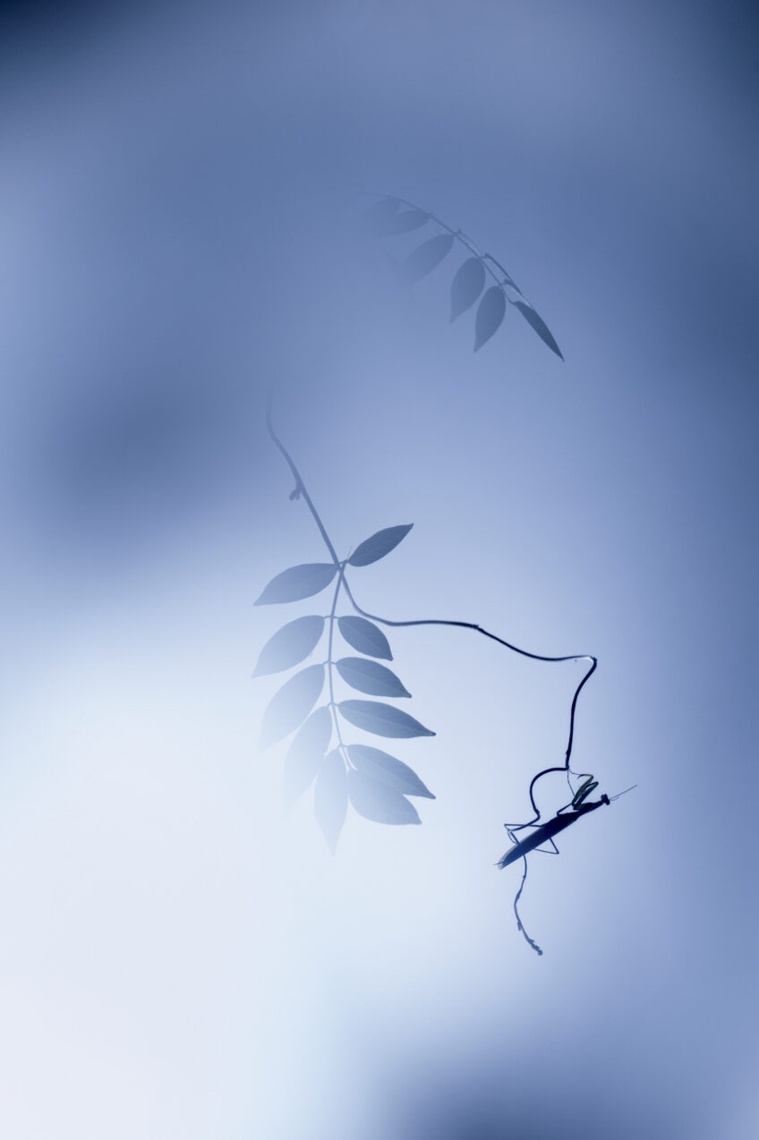 Mante religieuse mâle sur glycine. Mante religieuse mâle sur glycine. Gil Gautier