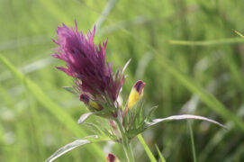 Mélampyre des champs ou rougeole / © Pierre Vinet