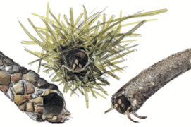 Larves de phryganes
avec et sans fourreau / © Laurent Willenegger