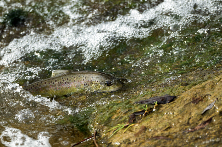 Truite de rivière Truite de rivière