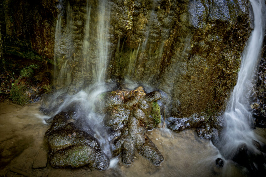 Tufière et gouille à gammares Tufière et gouille à gammares