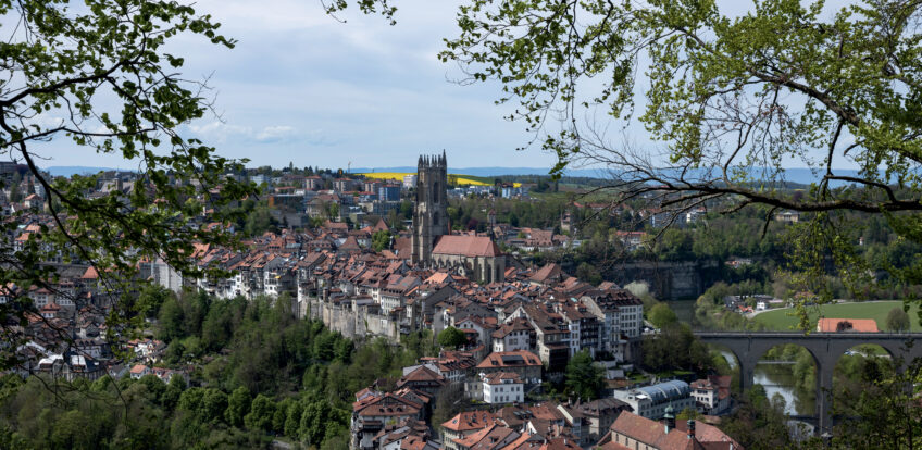 A la rencontre des martinets à ventre blanc de Fribourg