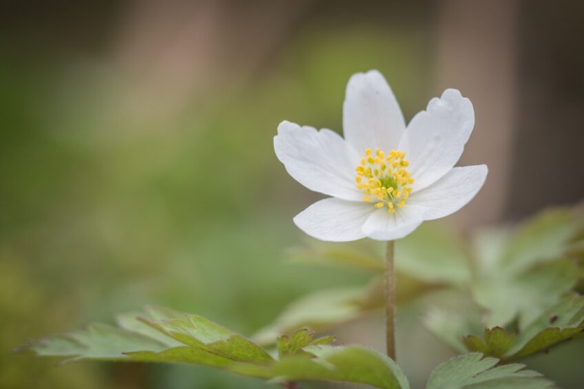 Anémone sylvie