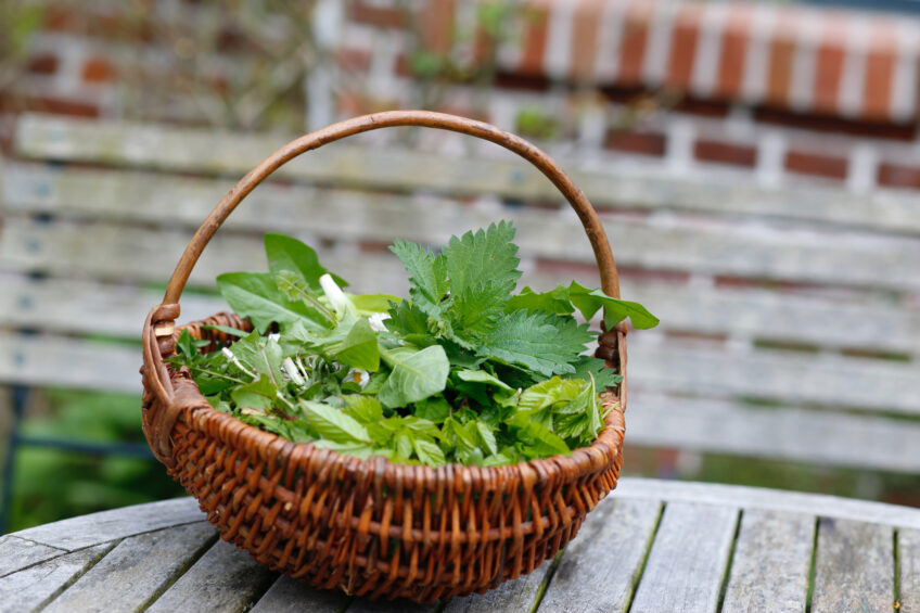 Salade de plantes sauvages comestibles
