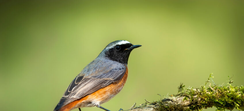 Rougequeue à front blanc