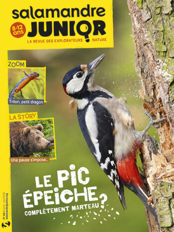 pic épeiche