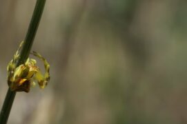 © Sébastien Poiret