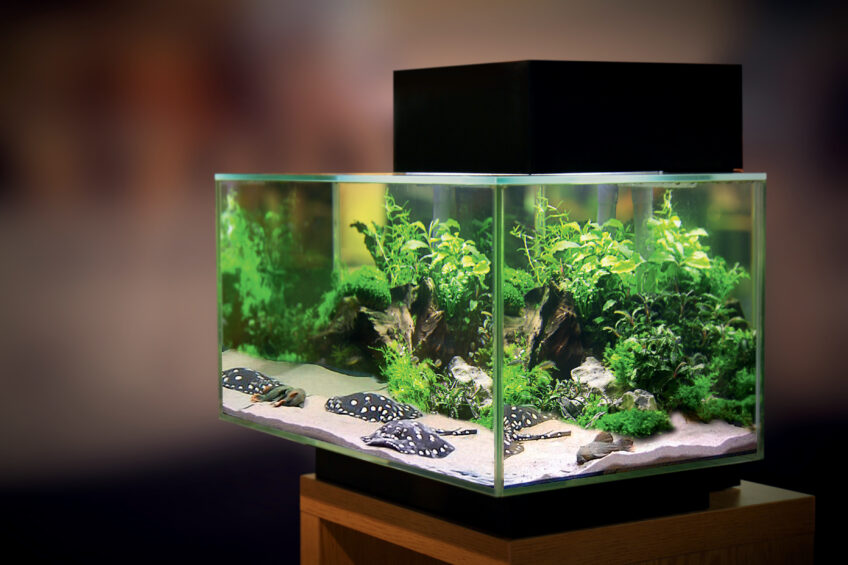 Comment préserver les raies ?