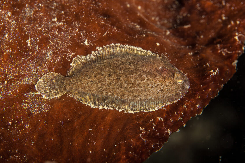 Raie ou poisson plat