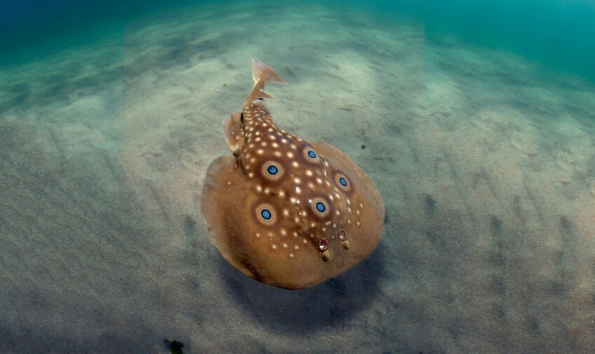 Raie torpille ocellée