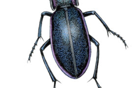 Carabe violet / © Gaëtan du Chatenet