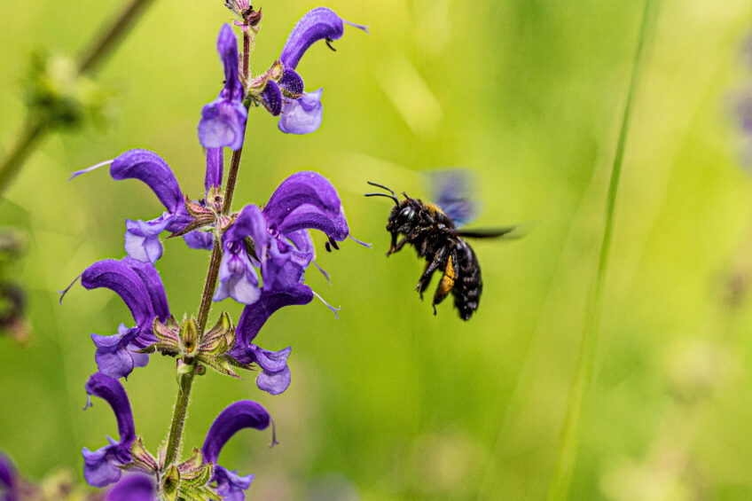 Xylocope - abeille charpentière