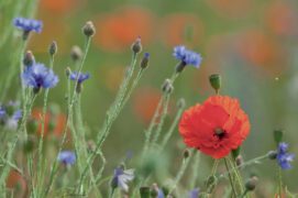 Coquelicots et bleuets / © Benoît Renevey 