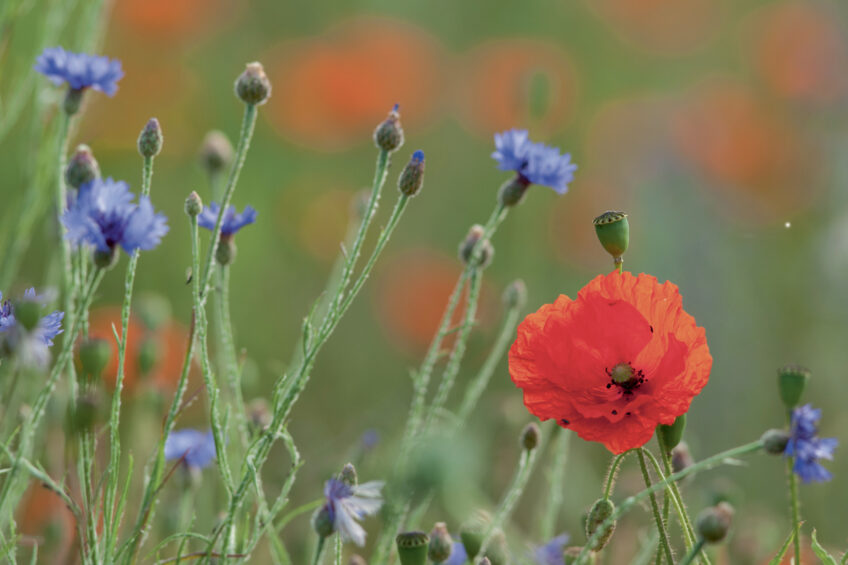 Coquelicots et bleuets Coquelicots et bleuets