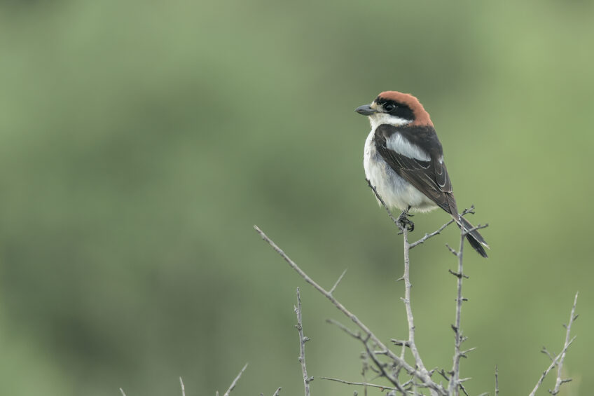 pie-grièche à tête rousse