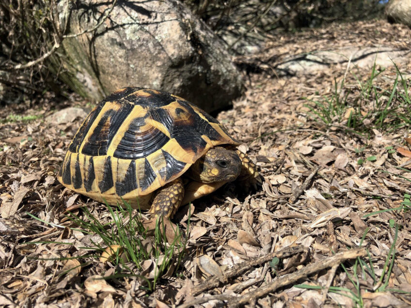 Tortue d'Hermann