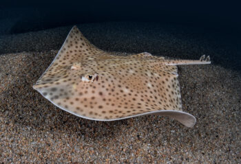 La raie lisse peut mesurer 1,20 m et pond les plus grands oeufs de la famille des rajidés. Elle préfère les roches, galets, graviers, alternant avec des zones de sable
grossier où elle s’enfouit souvent. La raie lisse peut mesurer 1,20 m et pond les plus grands oeufs de la famille des rajidés. Elle préfère les roches, galets, graviers, alternant avec des zones de sable
grossier où elle s’enfouit souvent.