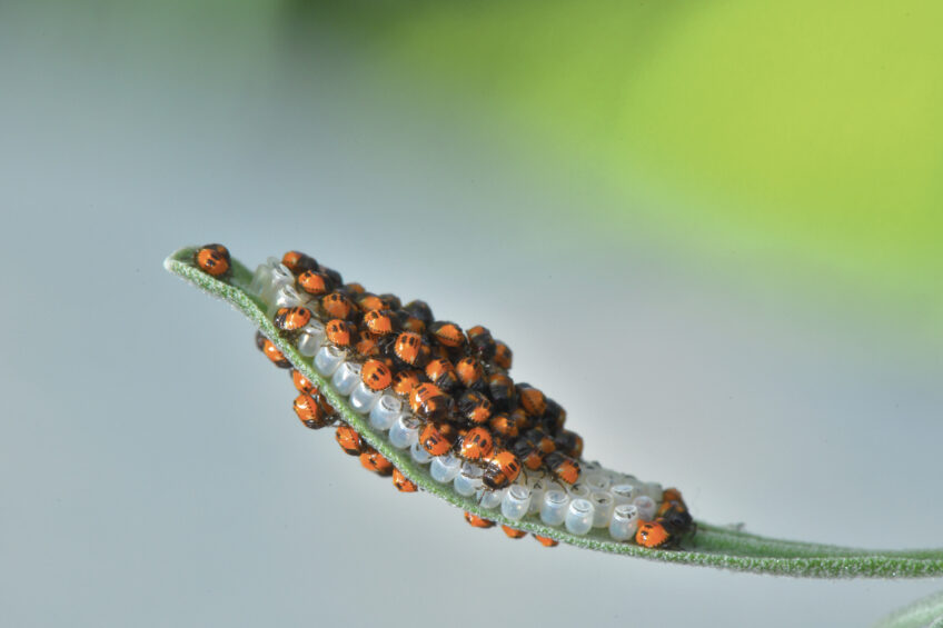 Eclosion d’œufs de punaise Eclosion d’œufs de punaise