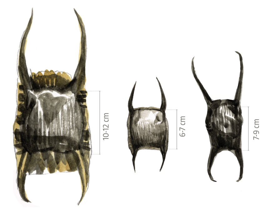 Les capsules (œufs) 
de raies lisse, bouclée et brunette. Les capsules (œufs) de raies lisse, bouclée et brunette.