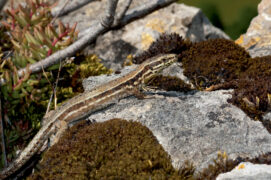 Lézard des murailles / © Benoît Renevey 