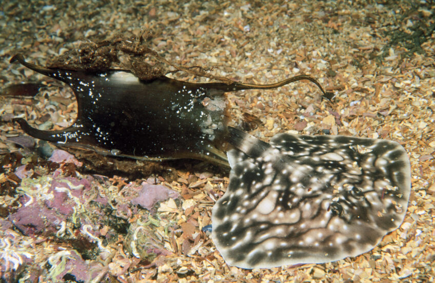 Lors de l’éclosion, le bébé raie brunette déchire les tissus de sa capsule à l’extrémité 
où les cornes sont les plus longues. éclosion de raie brunette